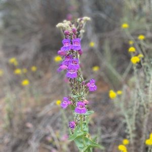 Meet your Posher, Aurora